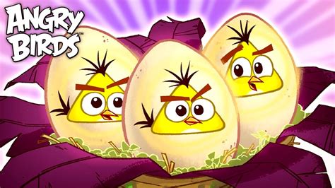 angry birds eggs|More.